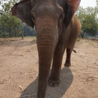 Location Villa Palapa Koh Samui Thaïlande